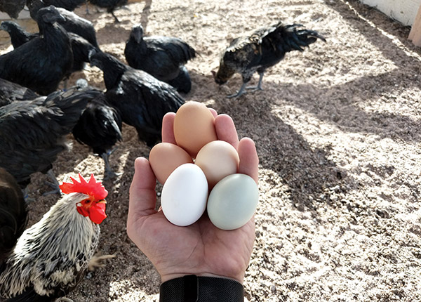 Telur ayam cemani dan manfaatnya