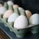 Apakah Makan Telur Infertil Berbahaya untuk Kesehatan?