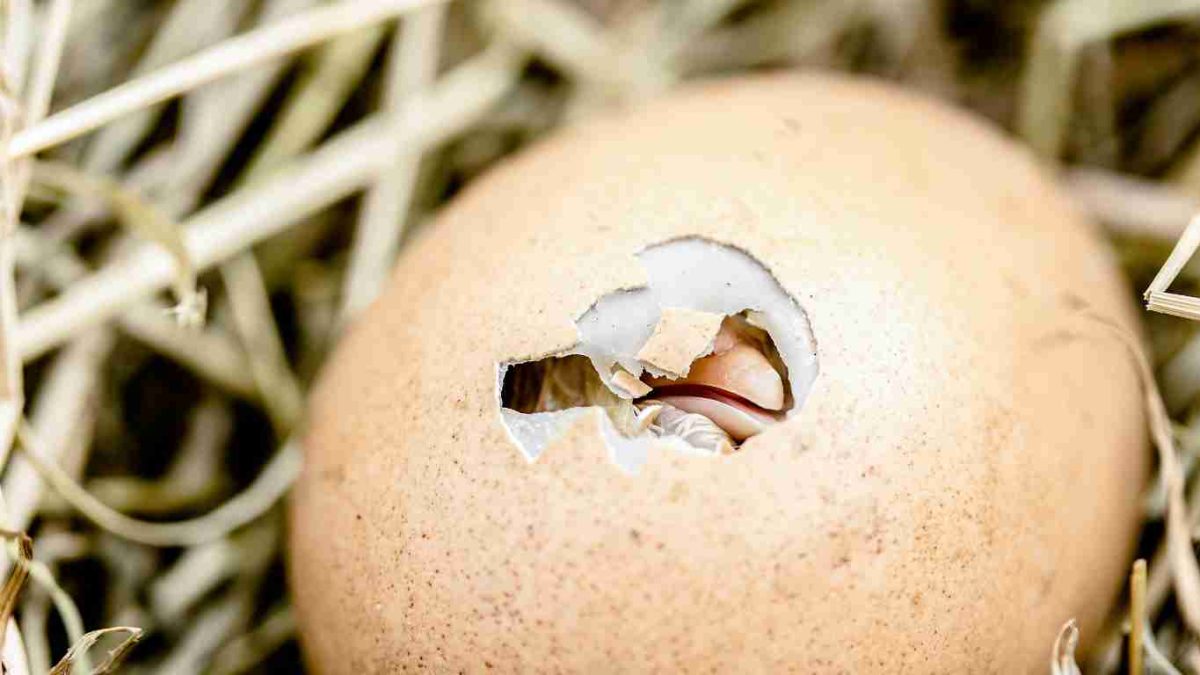ciri telur ayam tidak menetas