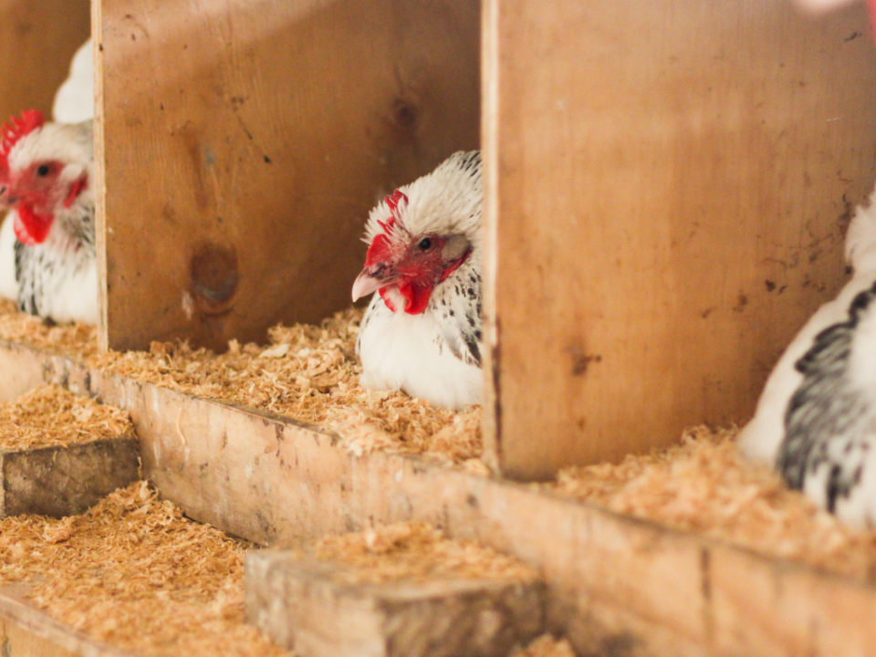 Jenis Ayam Petelur