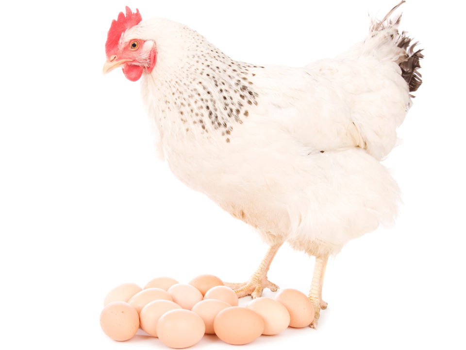 keuntungan budidaya ayam petelur - Indofarm