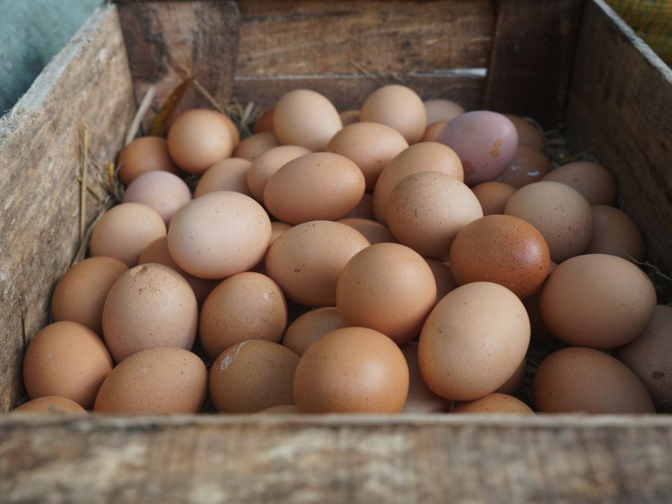 perhitungan bisnis telur ayam - Indofarm