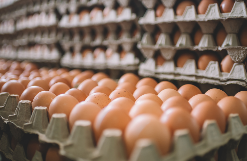 Distributor-telur-ayam-Indofarm