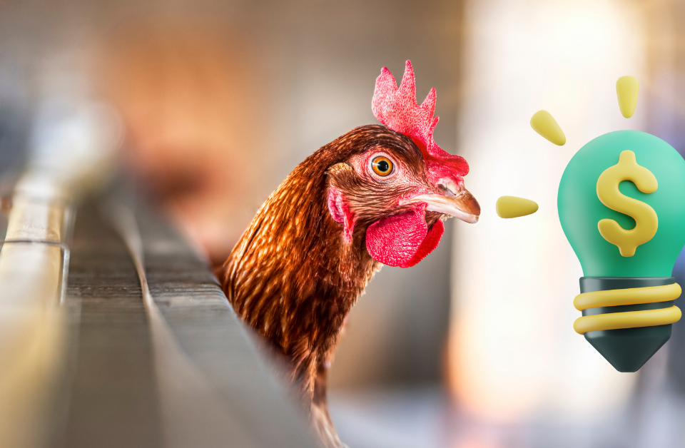 Peluang usaha agen telur ayam - Indofarm