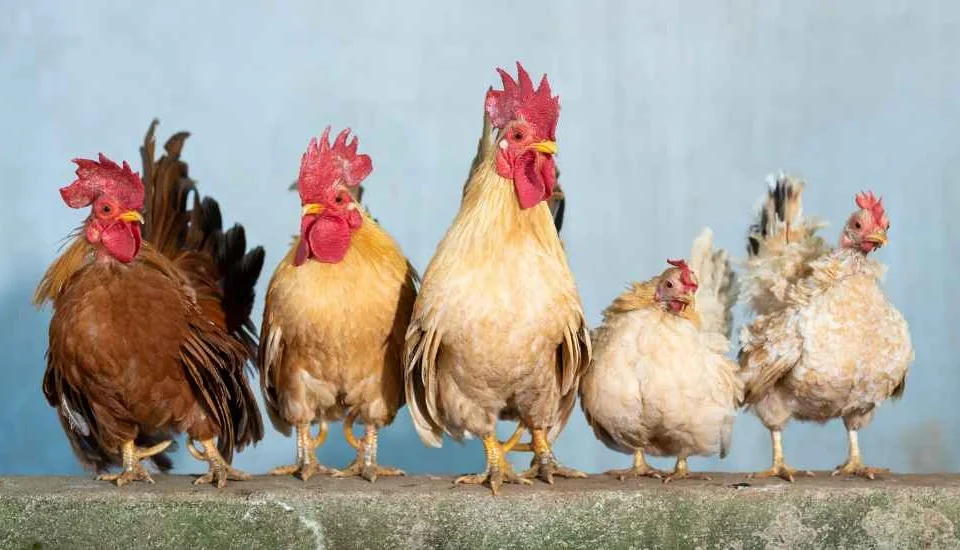 Jenis-jenis-ayam-Indofarm